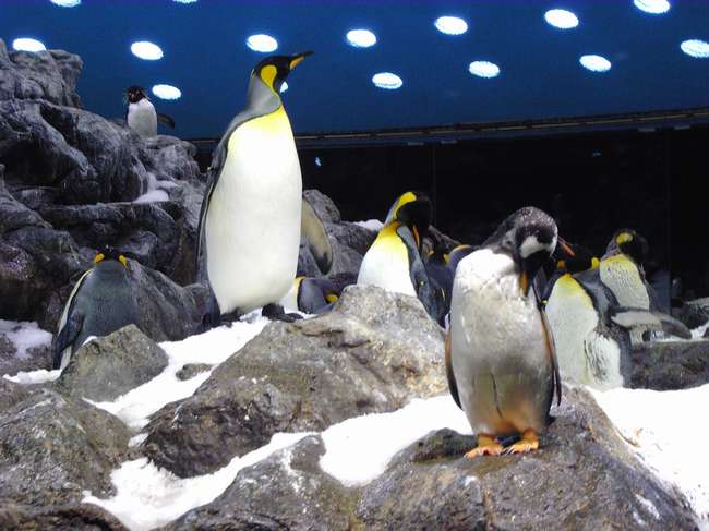 Pinguine